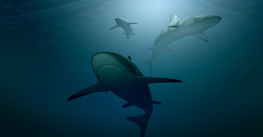 Australia is a haven for Great White Sharks