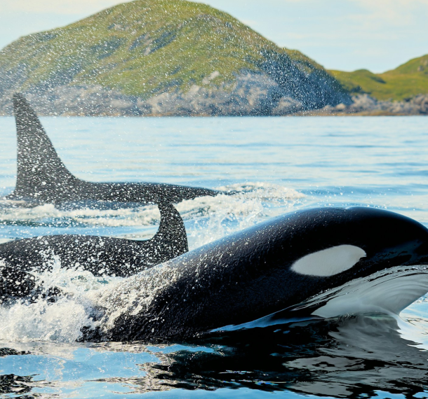 Are Orcas Friendly to Humans?