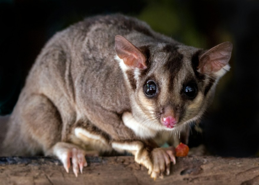 China Eastern Passengers Delayed After Surprise Sugar Glider Incident